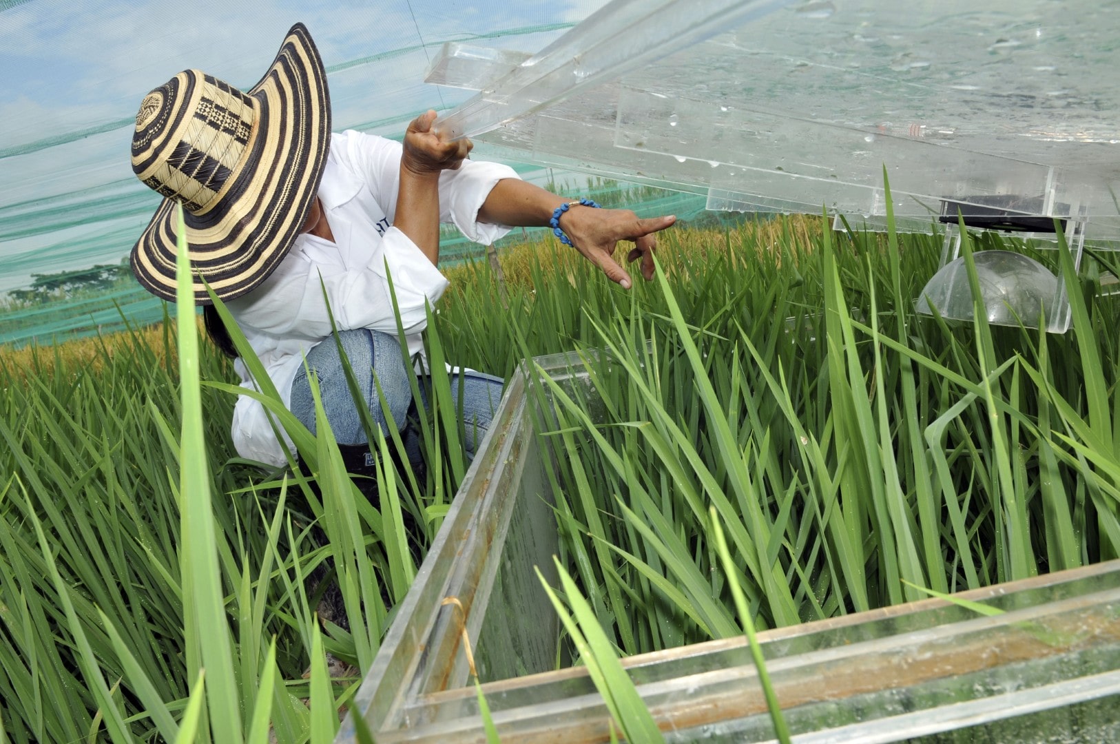 Work at CIAT’s headquarters in Colombia, to measure the greenhouse gas emissions of rice production. Credit: Neil Palmer.